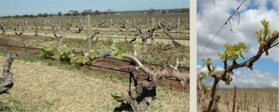 Terra Rossa soils under blue skies. 